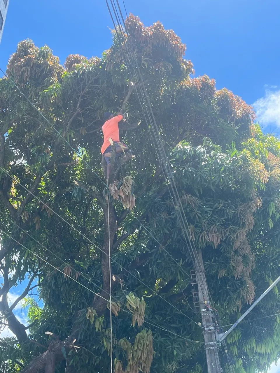 podador de árvore, limpeza e remoção de entulhos  - Foto 2