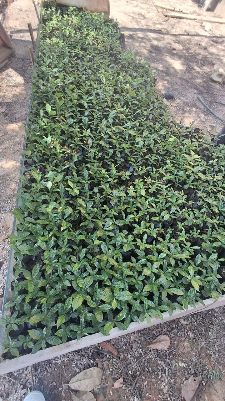 Mudas de Café Catuaí  - Foto 5