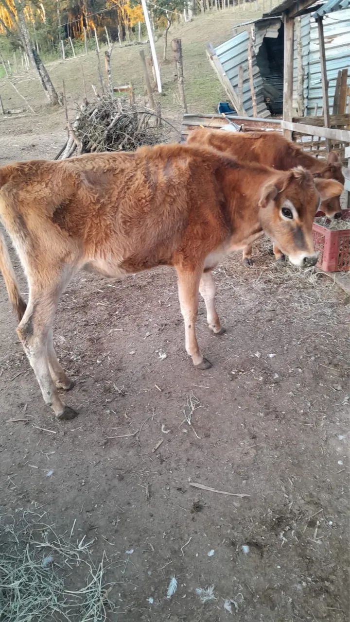 Bezerra Jersey - Foto 2