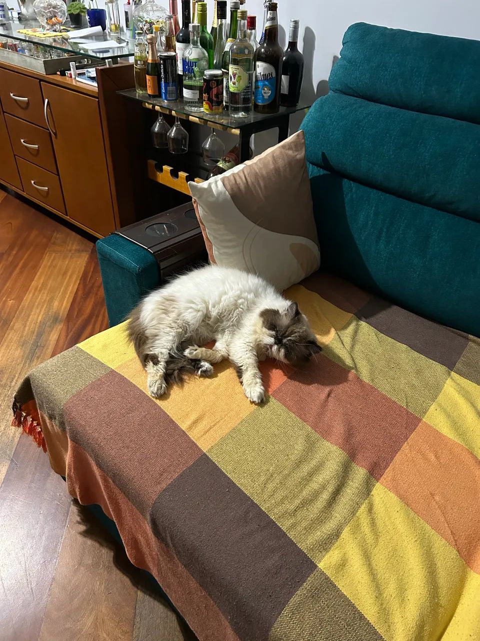 Gatos - Foto 5