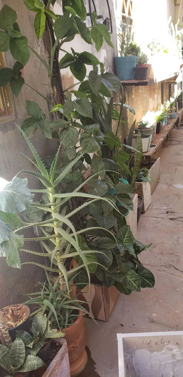 Planta variadas,  - Foto 5