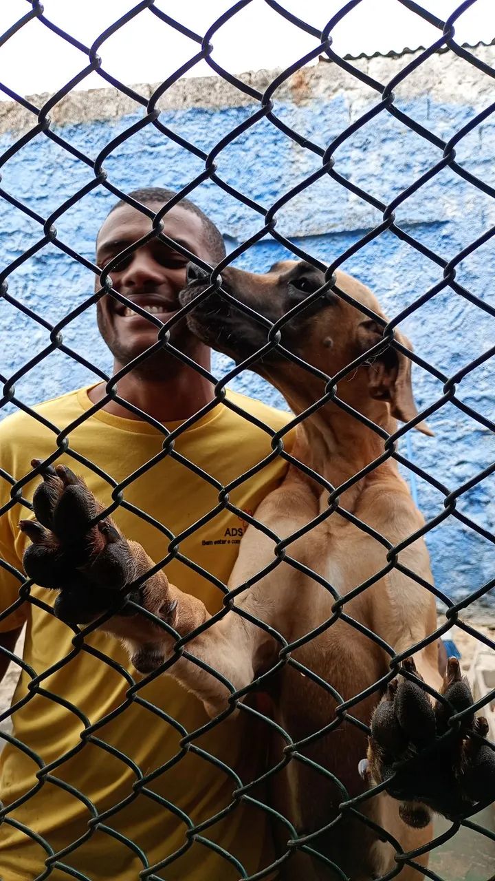 Adestrador e Passeador de cães  - Foto 4