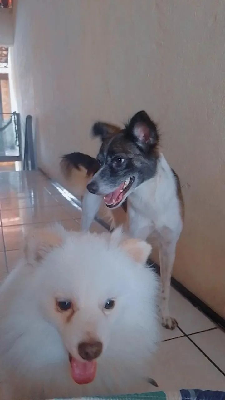 Spitz alemão  - Foto 4