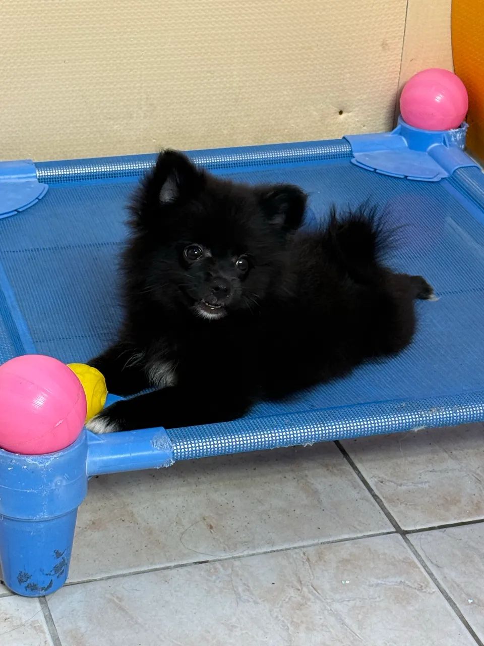 SPITZ ALEMÃO  - Foto 3