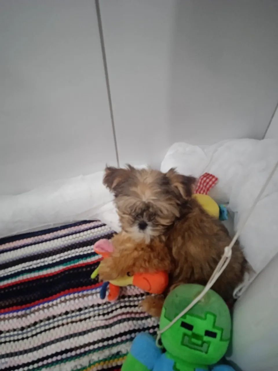 Shtzu  - Foto 2