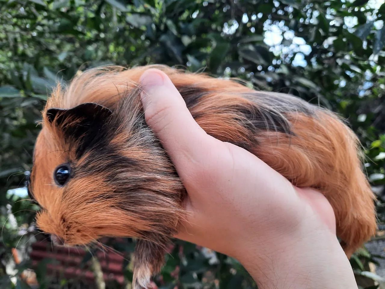 Porquinhos da Índia - Foto 6