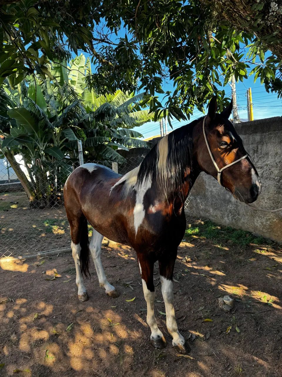 Cavalo  - Foto 5