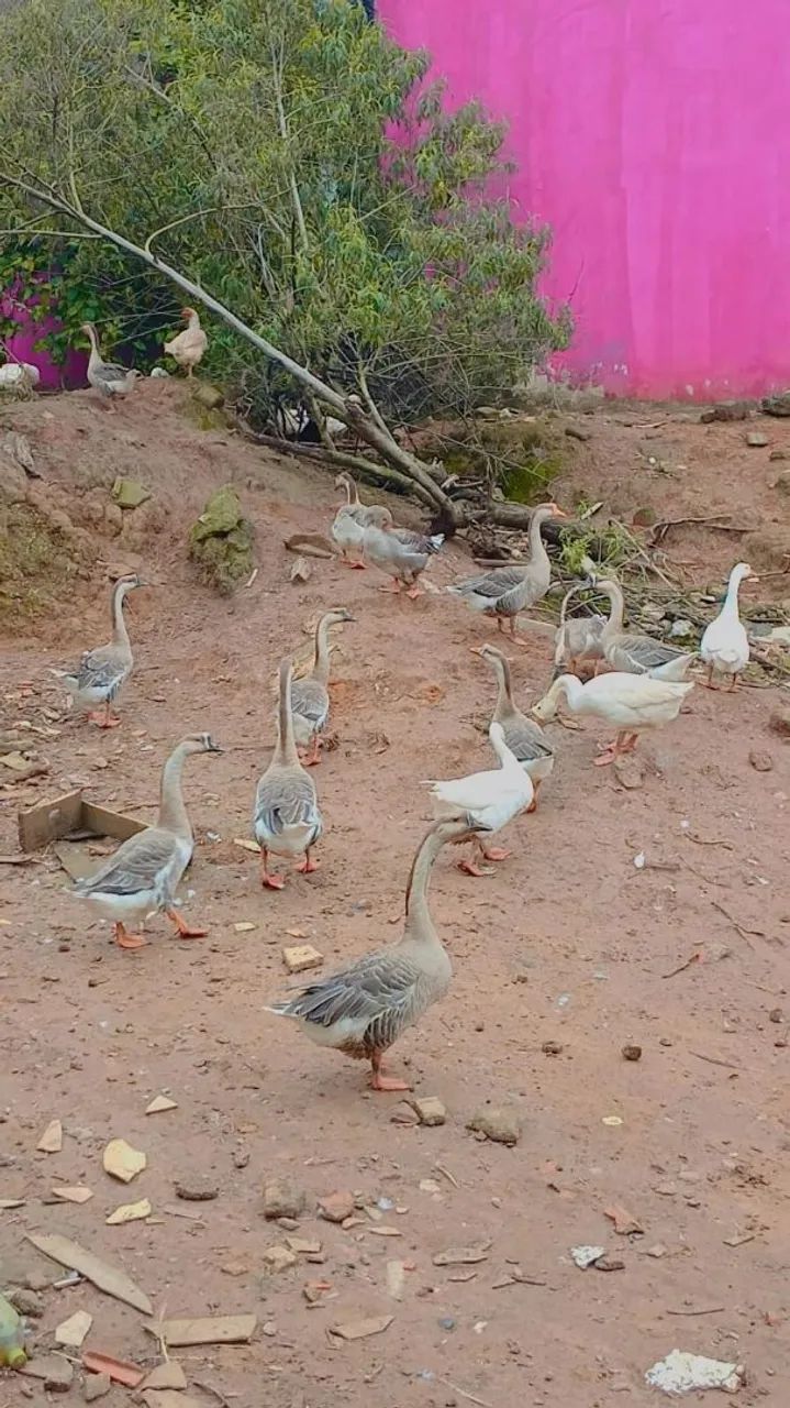 Ganso branco e africano  - Foto 2