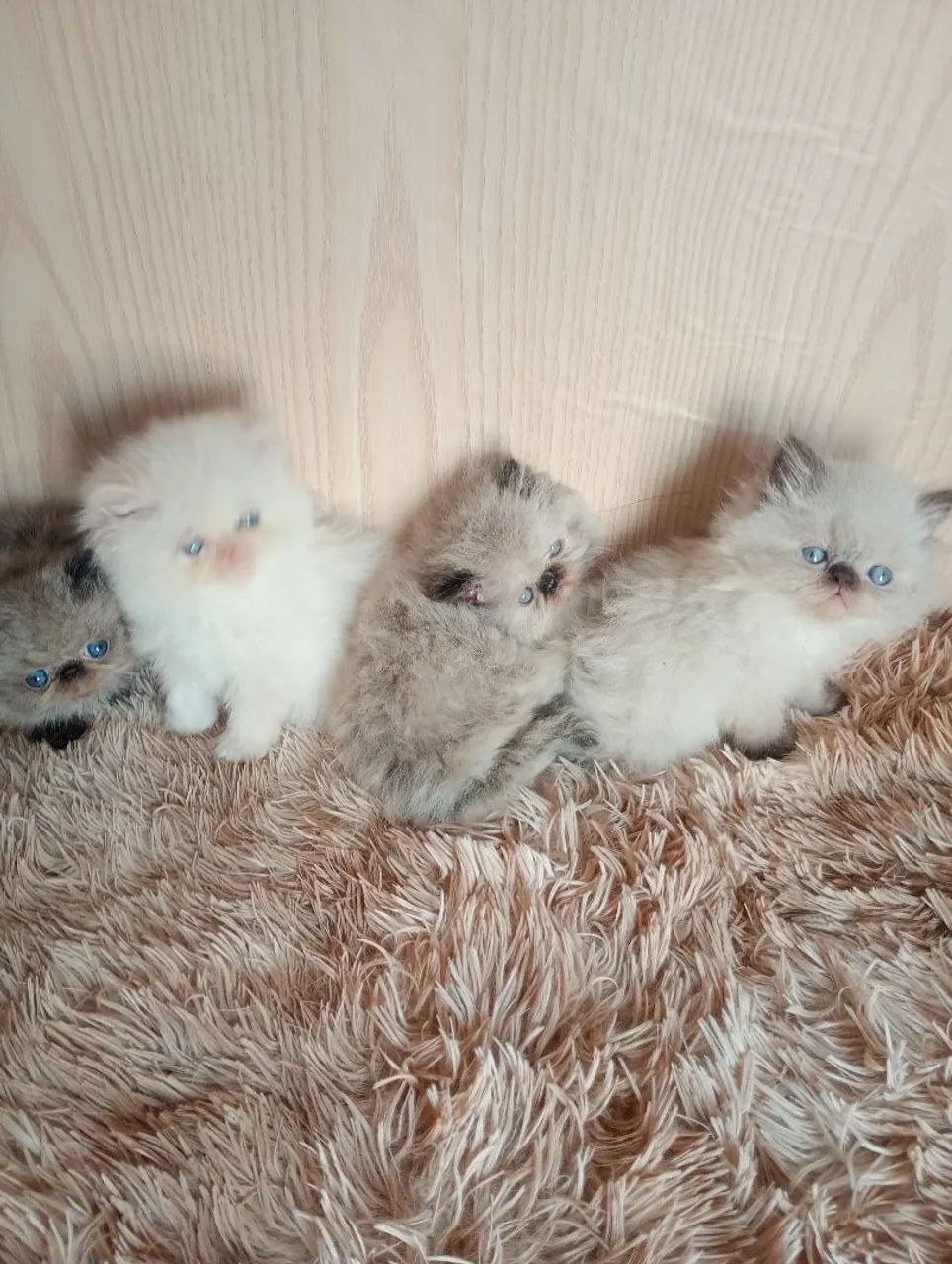 Gatinho persa himalio  - Foto 5