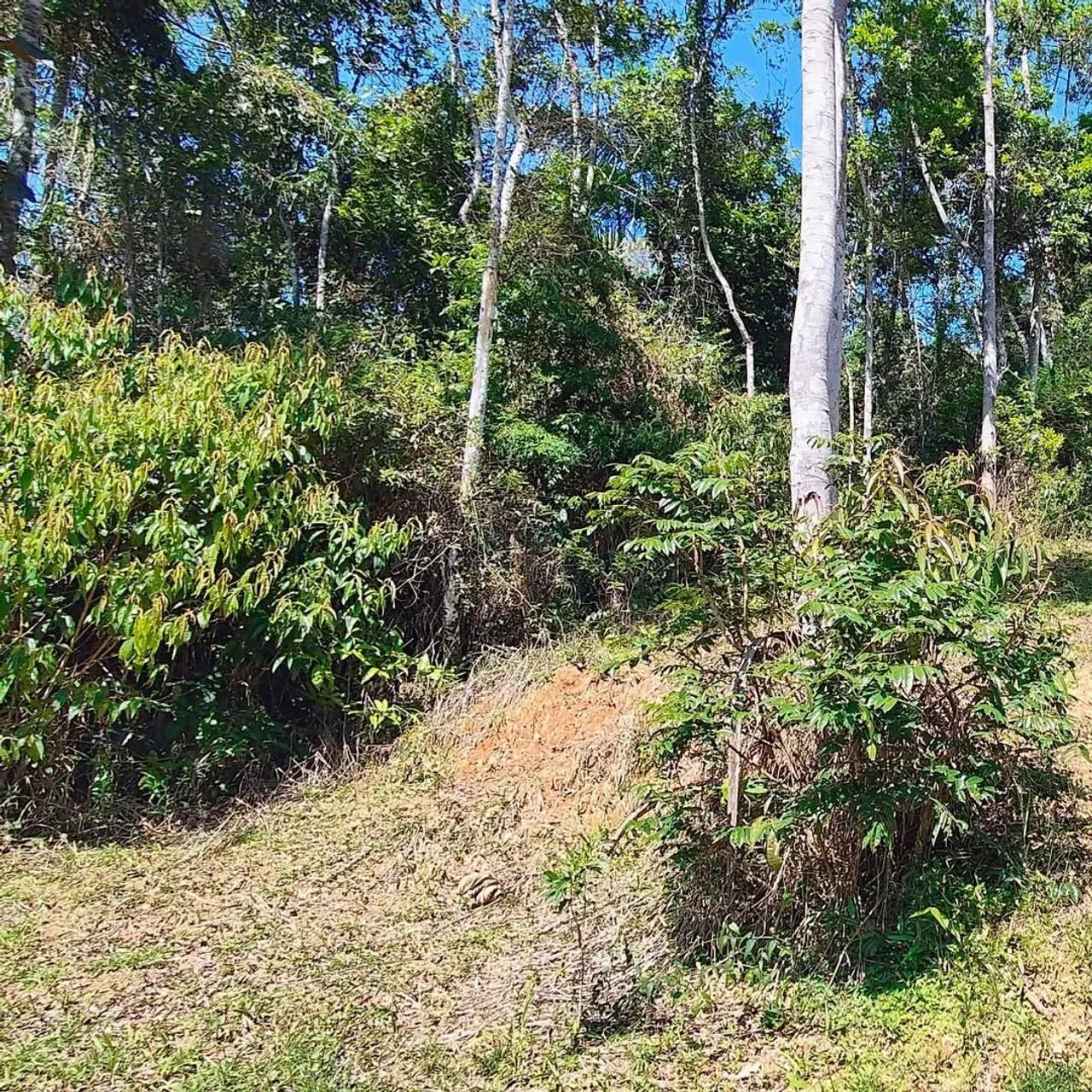 Vendo Terreno em Forquilhas - Foto 5