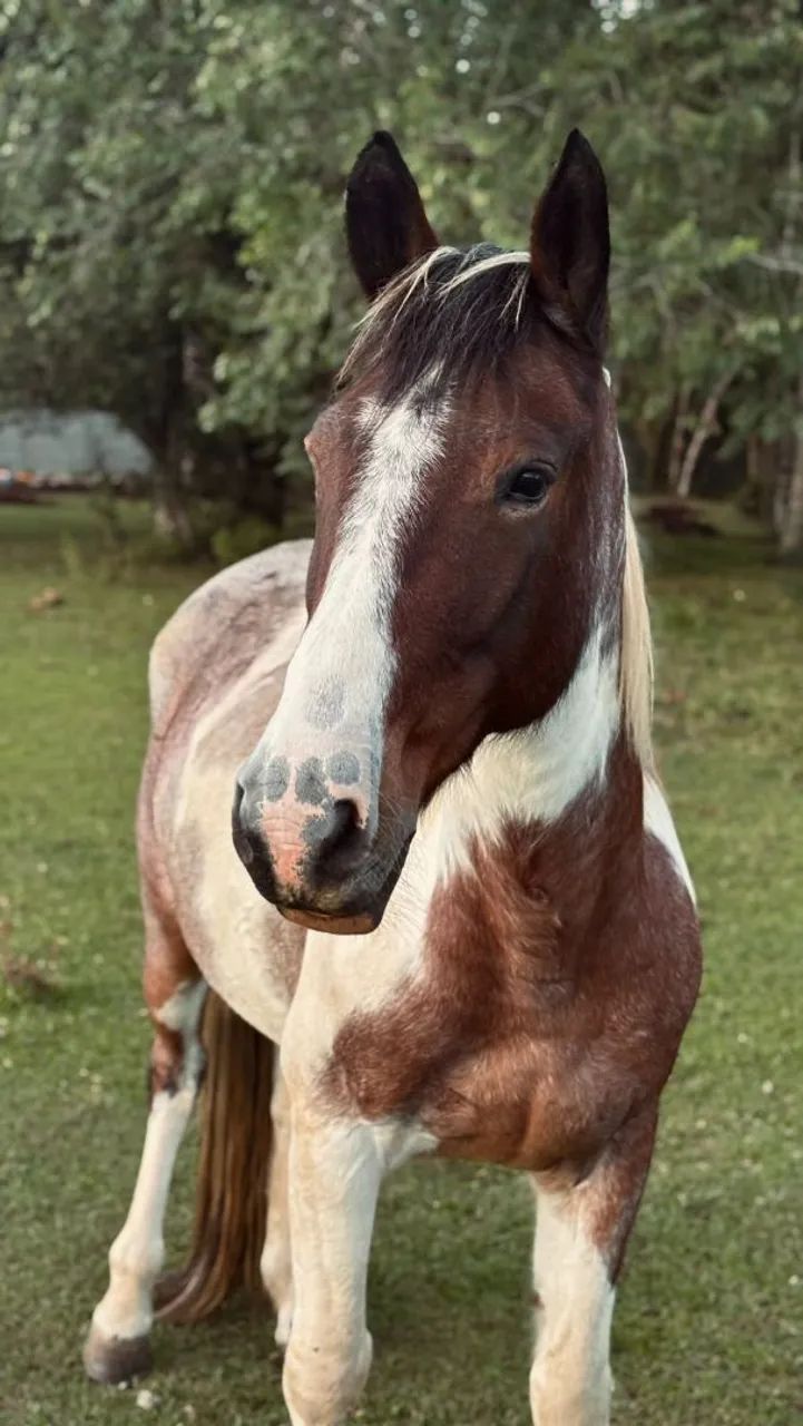 Cavalo - Foto 2