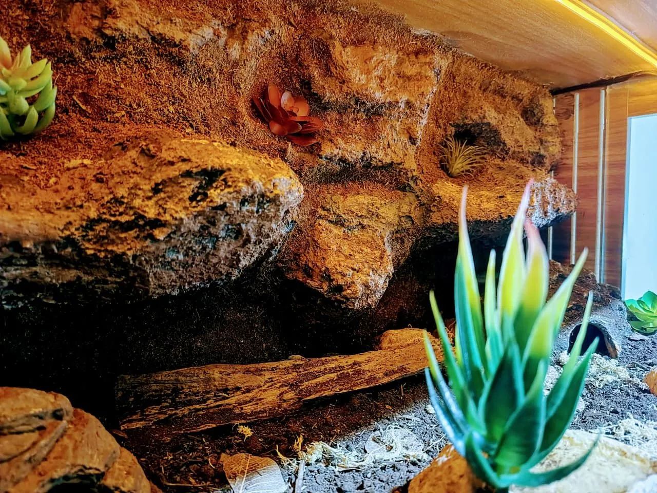 Terrario  - Foto 3