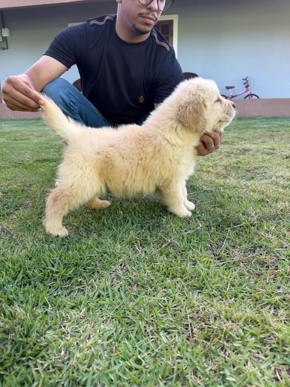 Lindos Filhotes de Golden retriever  - Foto 3