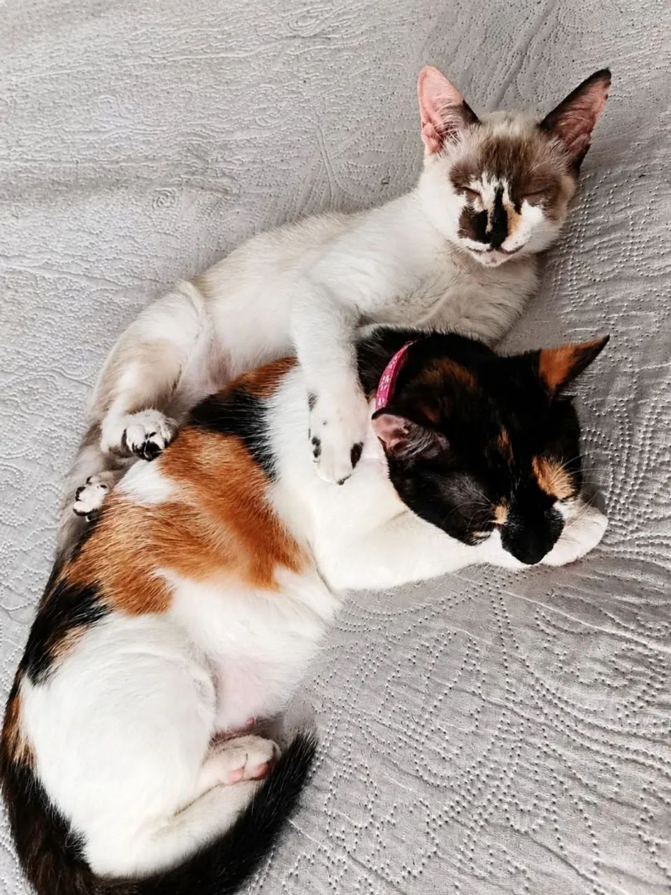 Gatos/ doação  - Foto 4
