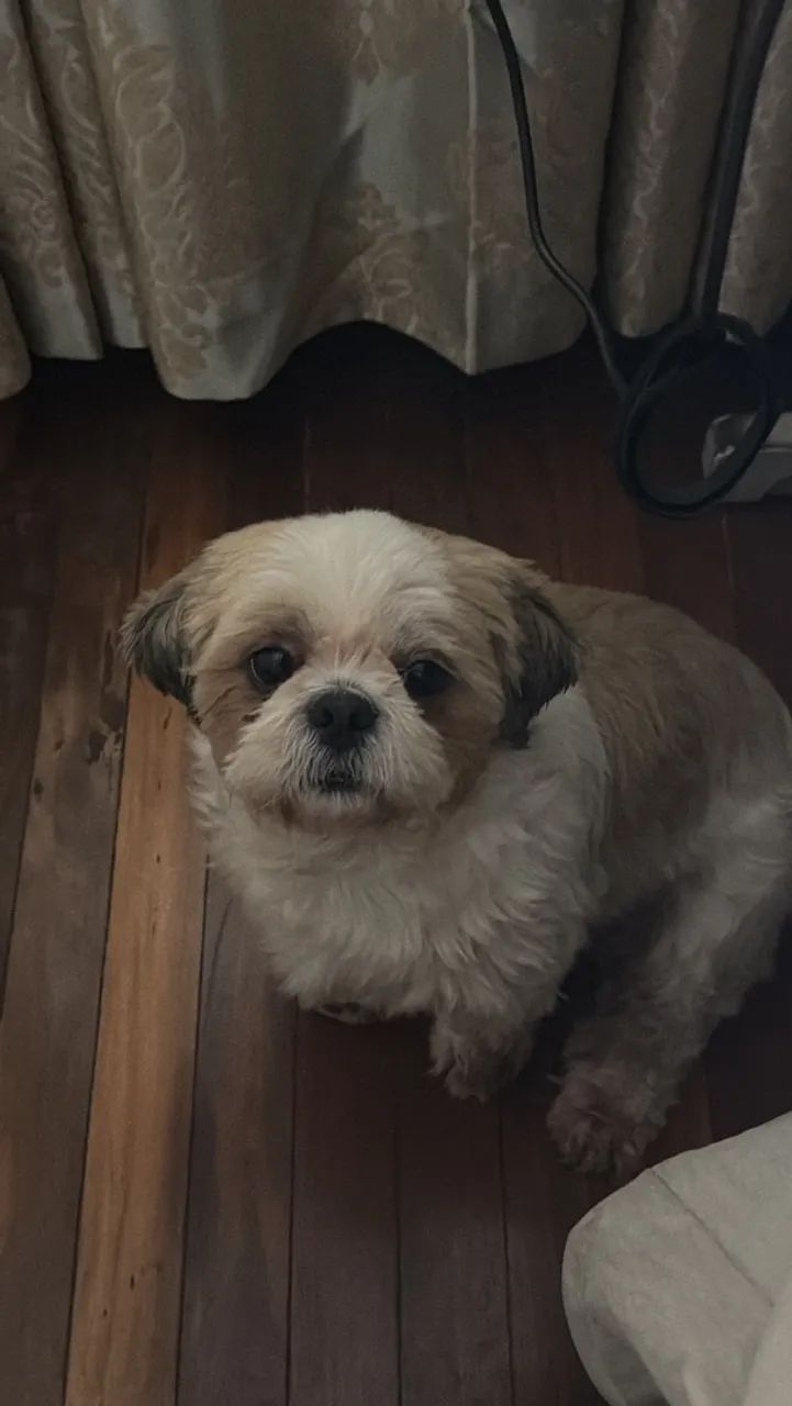Vendo cachorro doce shih tag - Foto 2