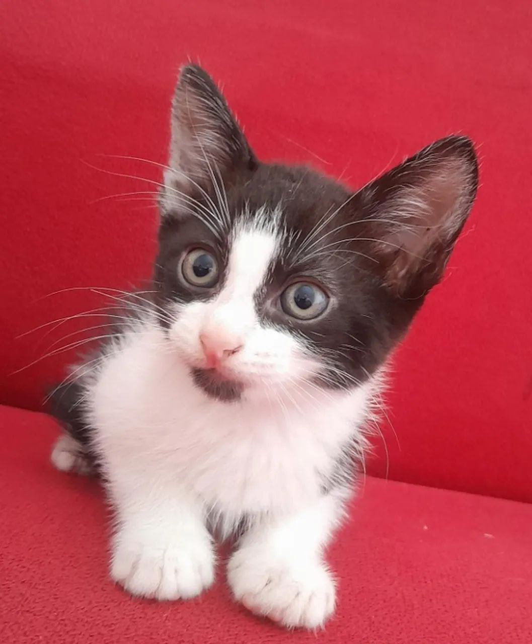 Gato para adoção 