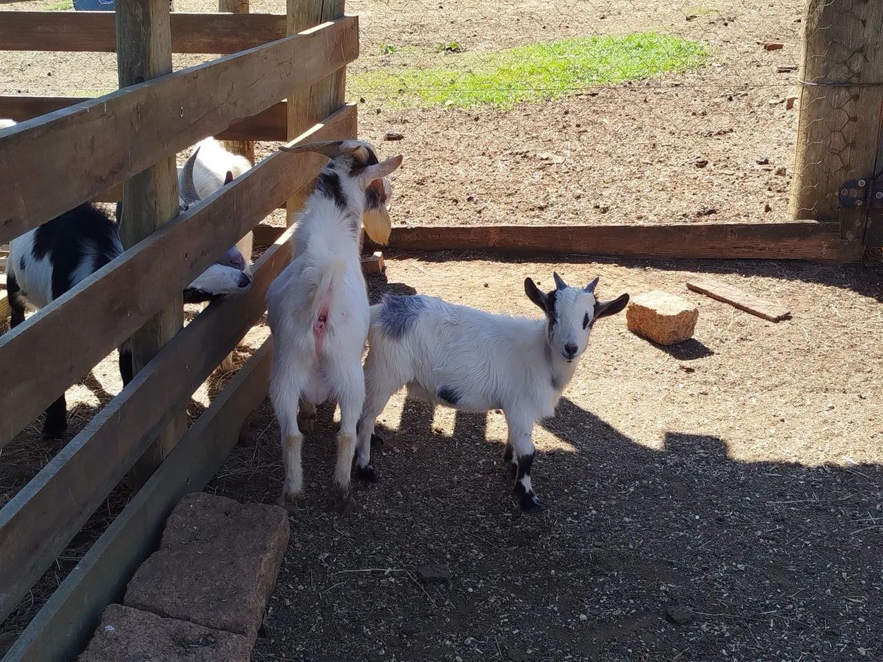 Mini bode mini cabrito - Foto 4