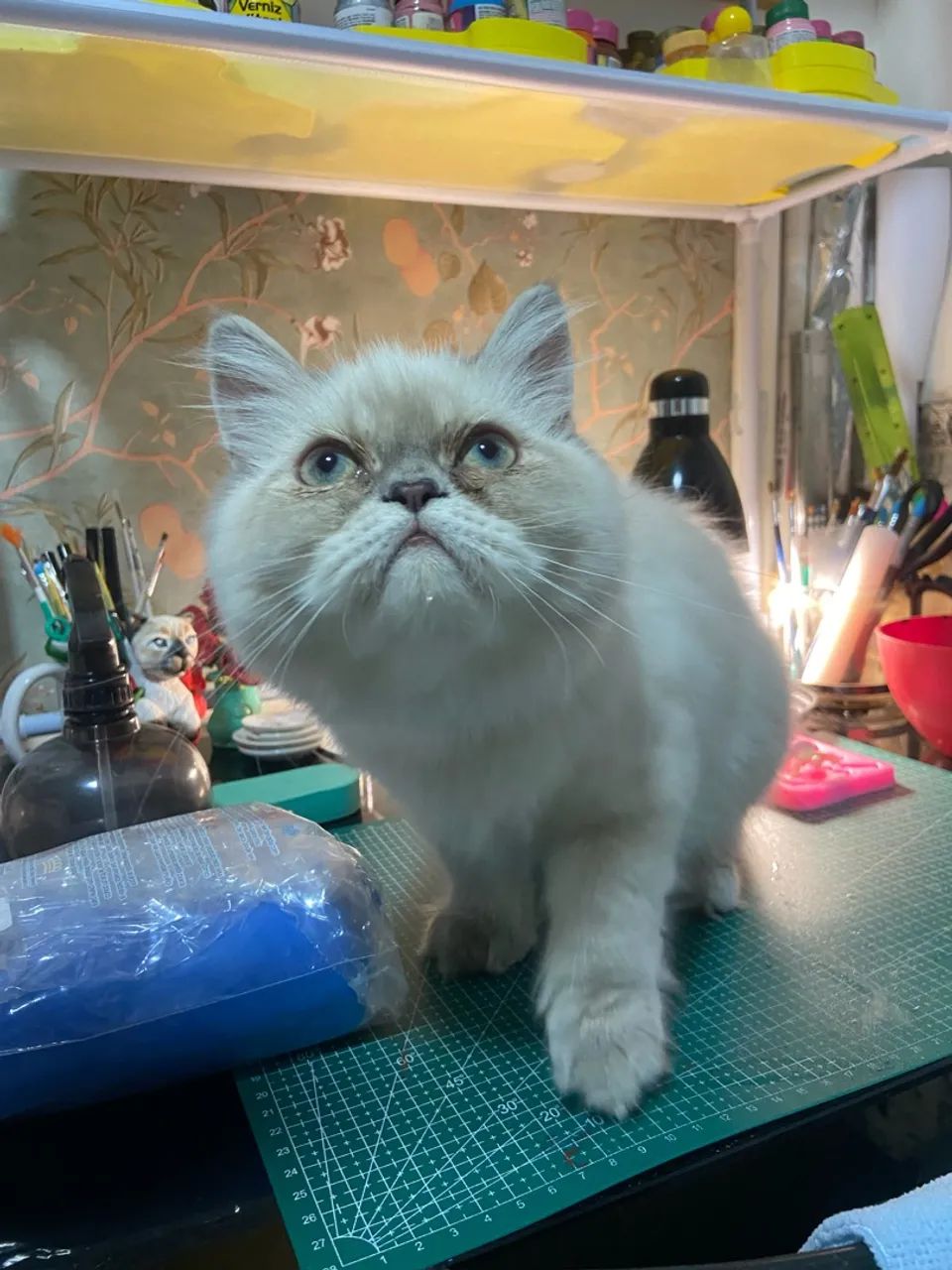Gato Persa Macho - Foto 3