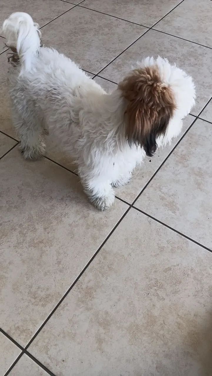 Cachorro - Foto 3