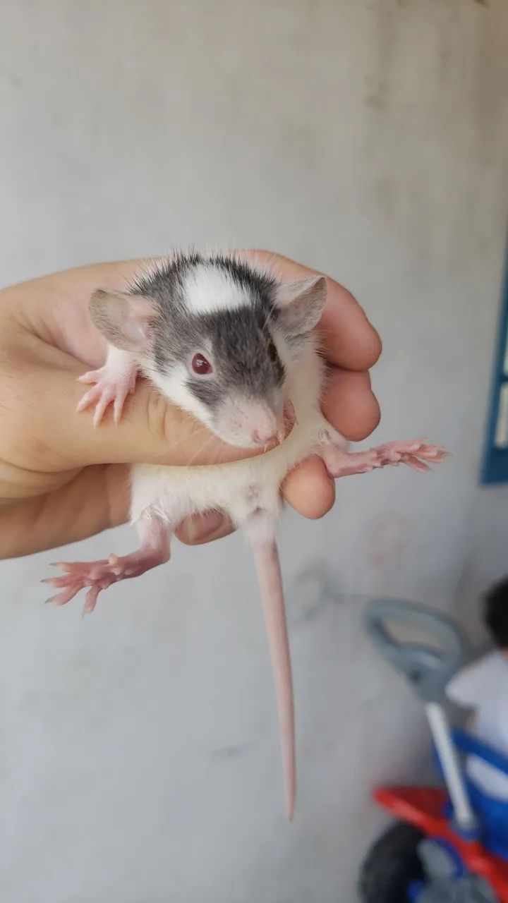 Rato twister 