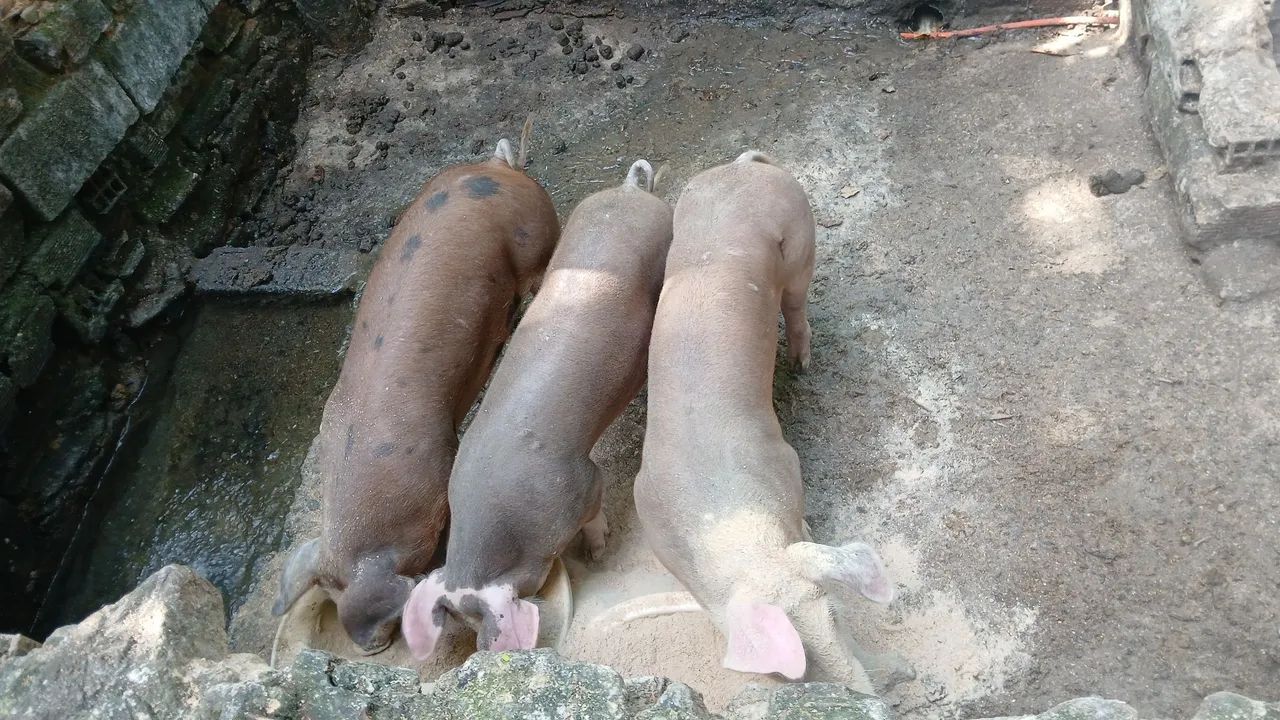 Porcas 4 pernil - Foto 4