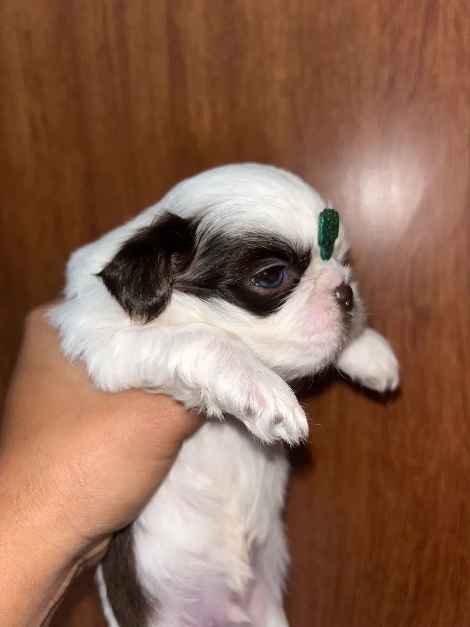 Shih tzu macho - Foto 2