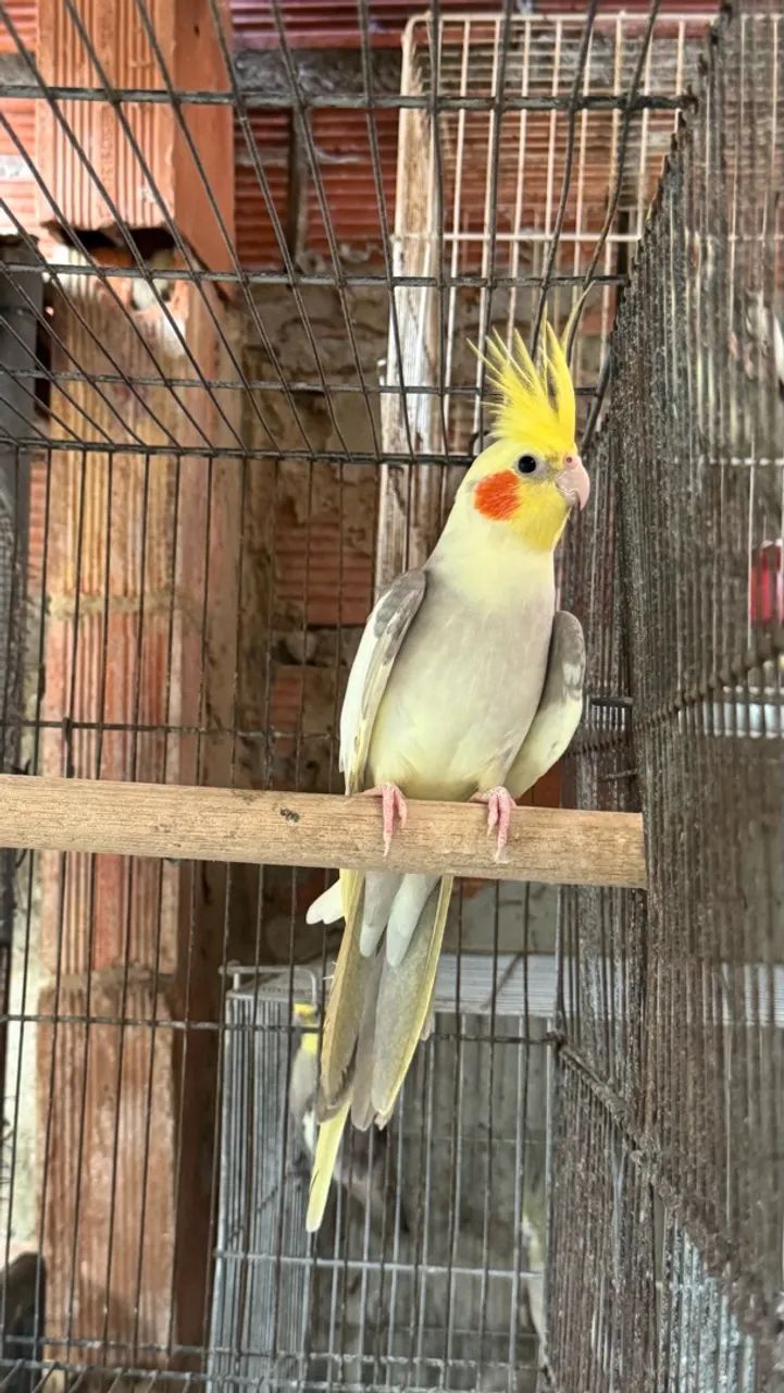 Disponível  - Foto 2