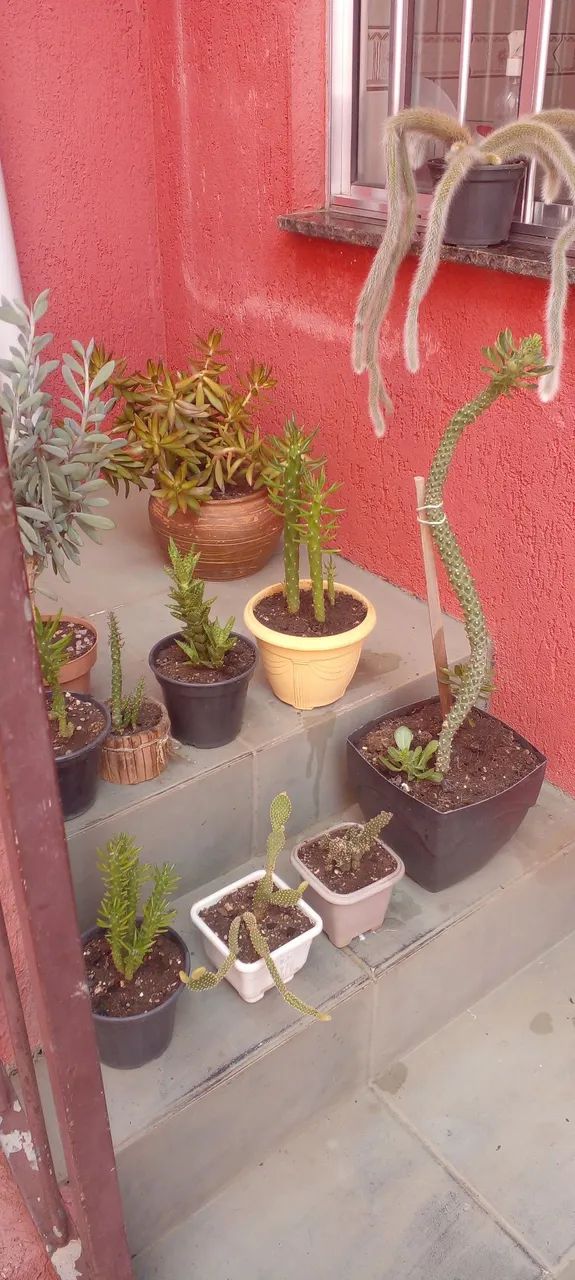 Vários vasos de cactos 