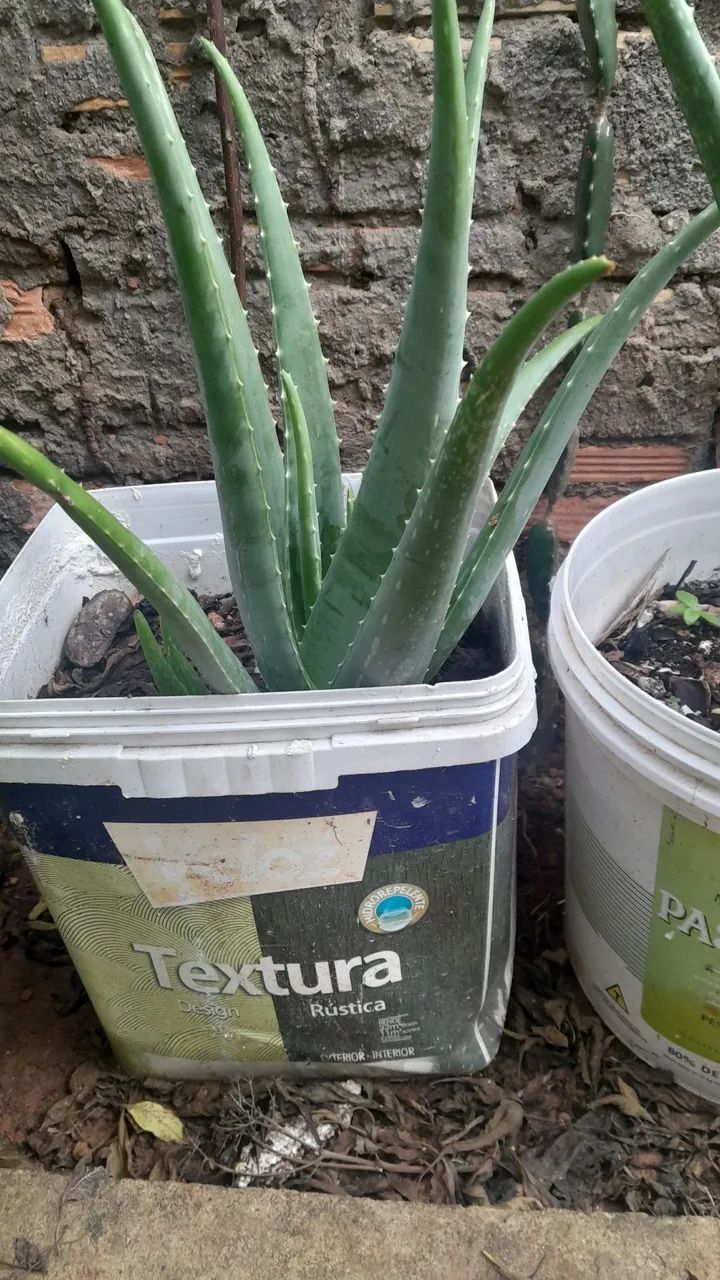 Babosa gigante  - Foto 2