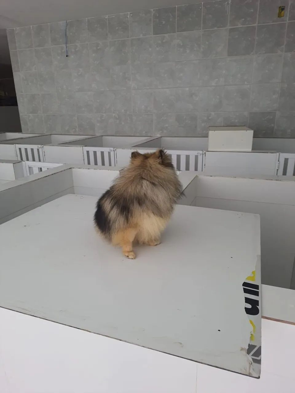Spitz alemão macho  - Foto 3
