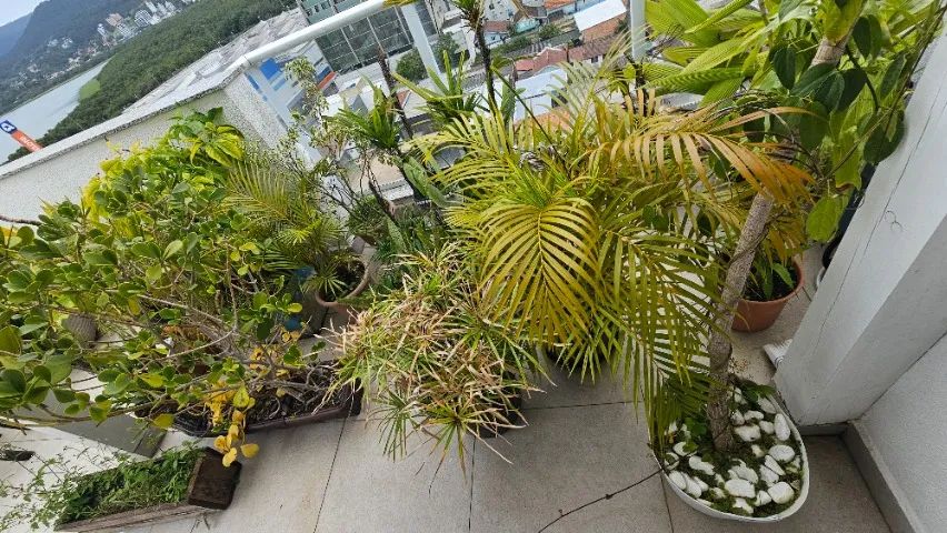 Combo de Vasos e plantas - Foto 4