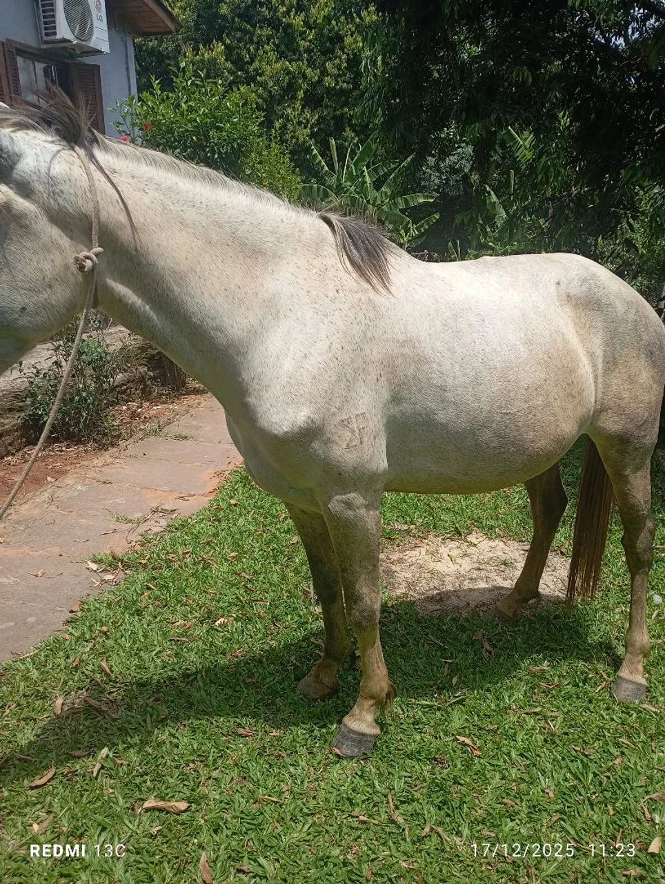 Vendo cavalo mangalarga manso 5 anos bom de marcha bem domado  - Foto 4