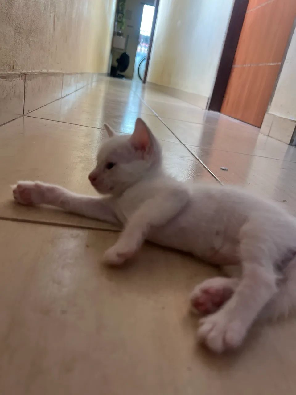 Gatinha branca  - Foto 4