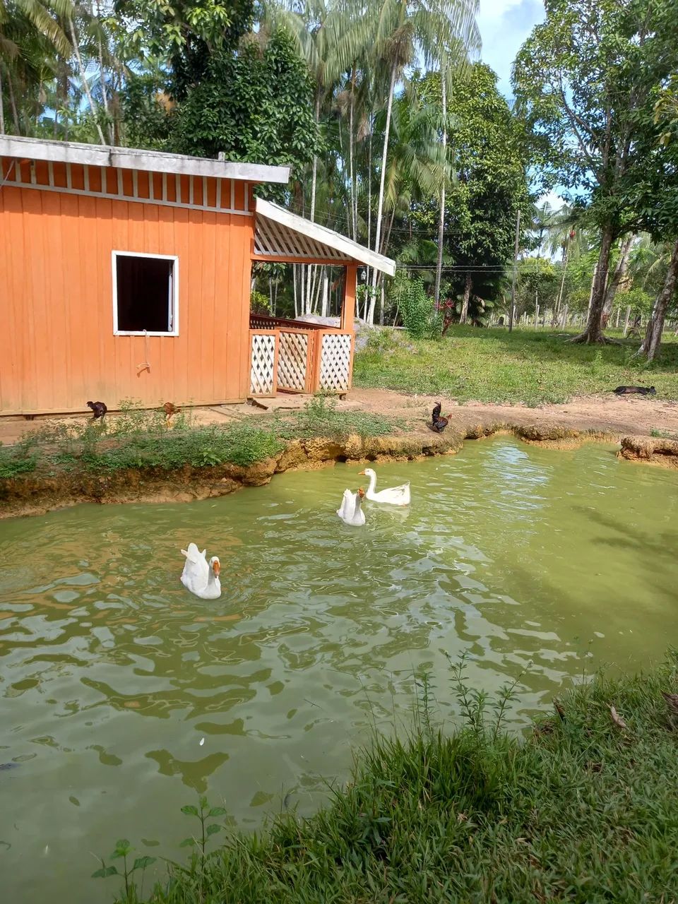 Negócio sitio  - Foto 2