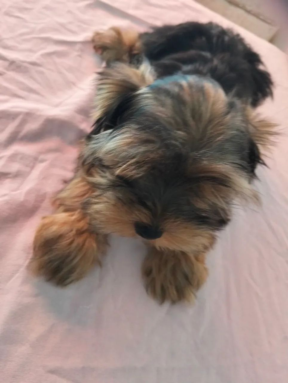 Yorkshire Terrier - Foto 3