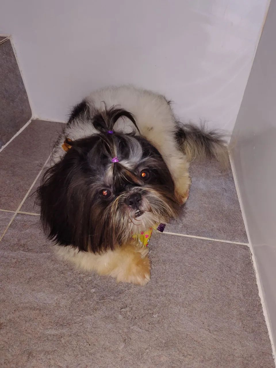 Cachorro  - Foto 2