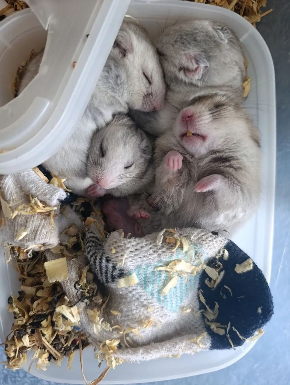 Filhotes de Hamster 