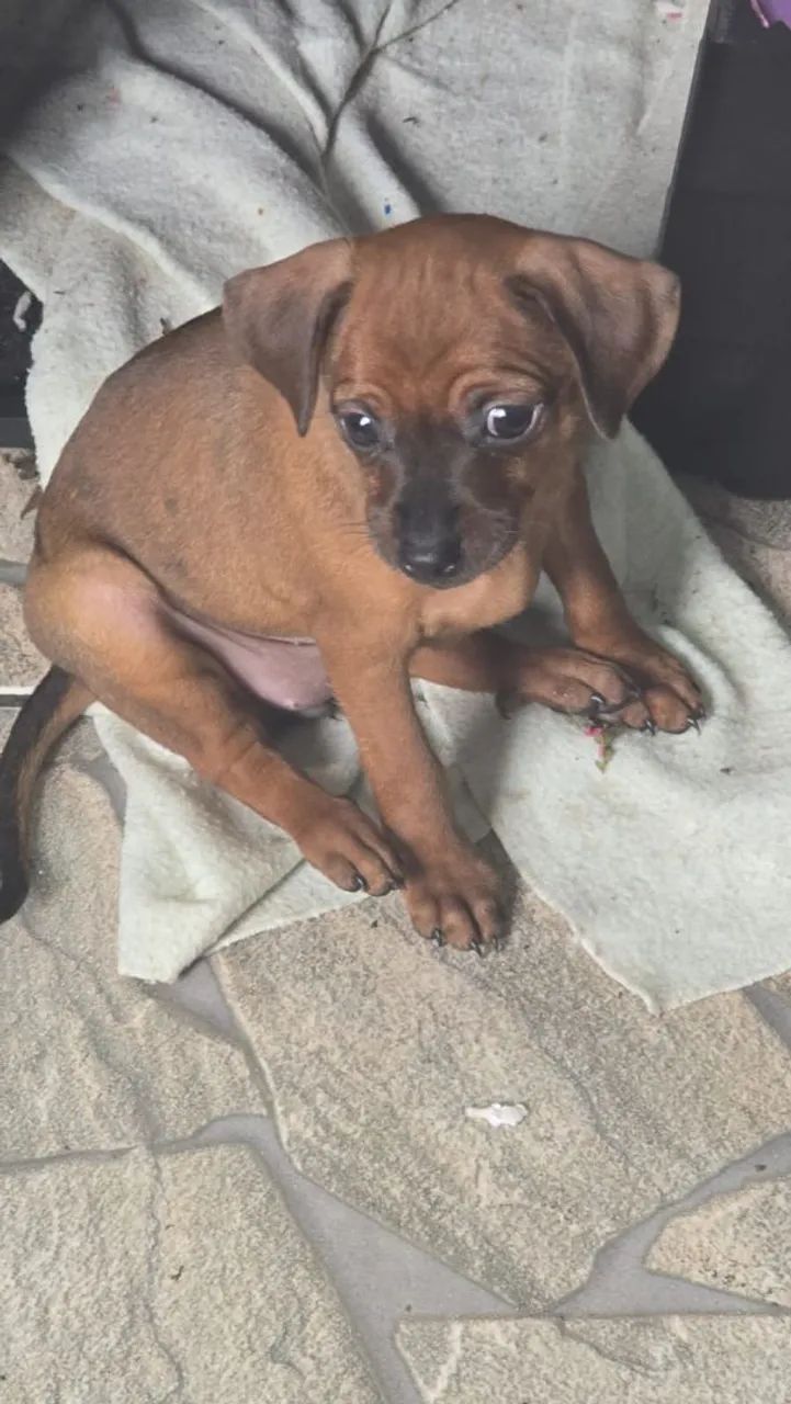 Pinscher - Foto 3