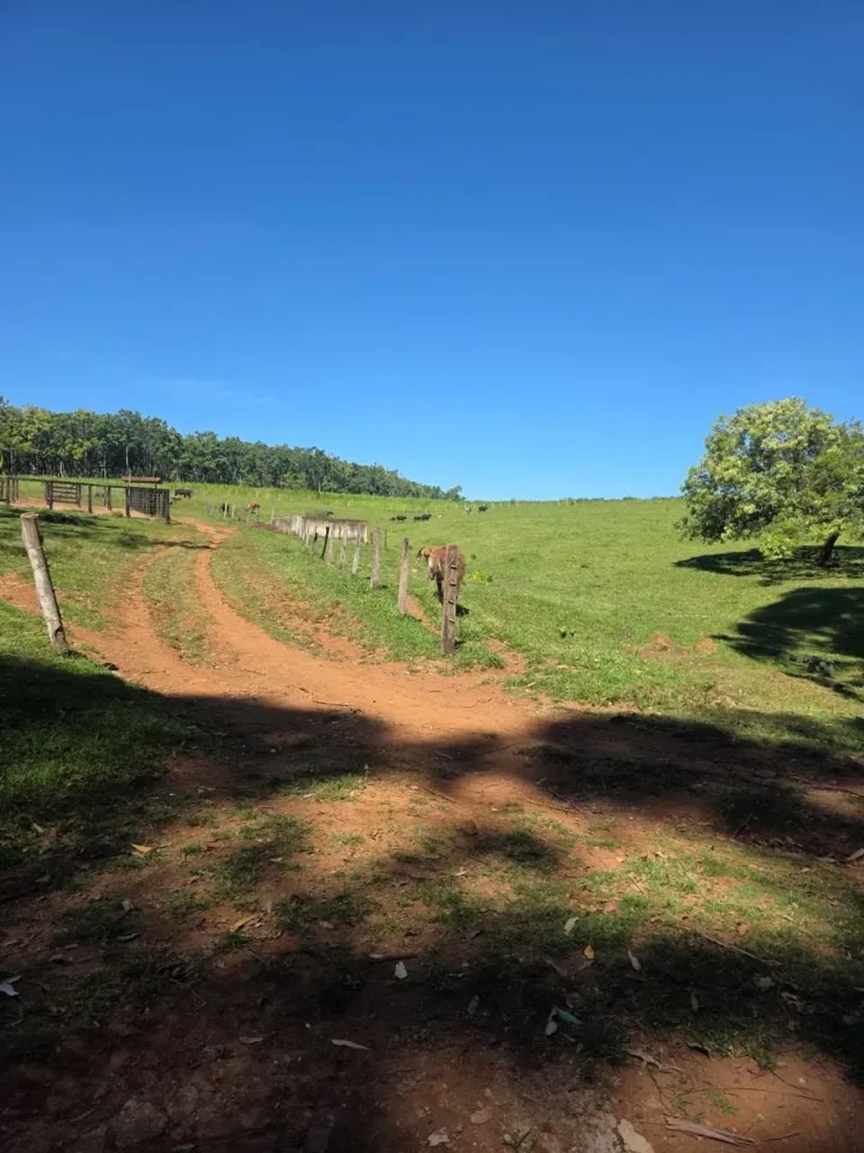 FAZENDA INHUMAS - Foto 2