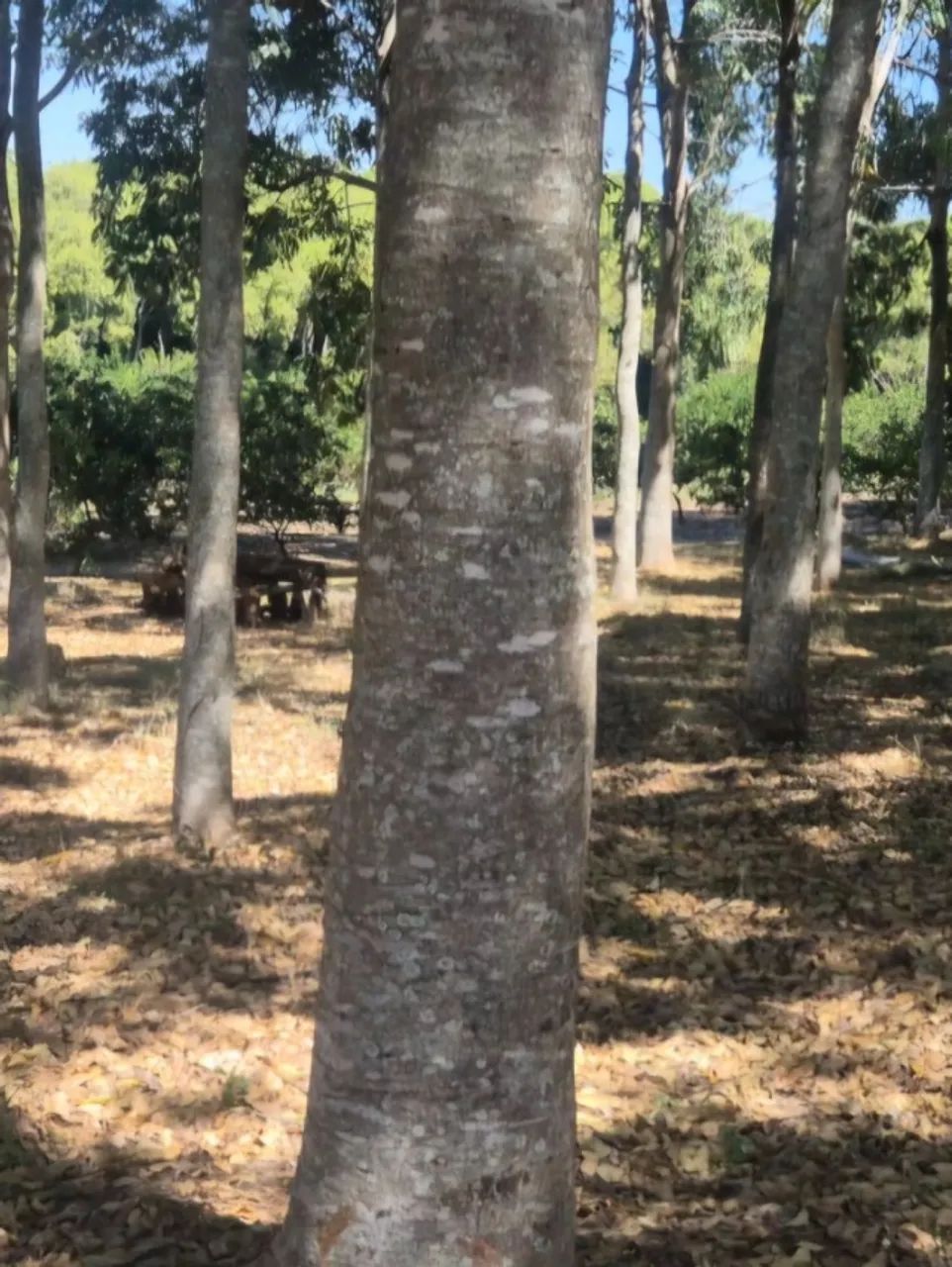 Toras de Mogno Africano - Foto 2