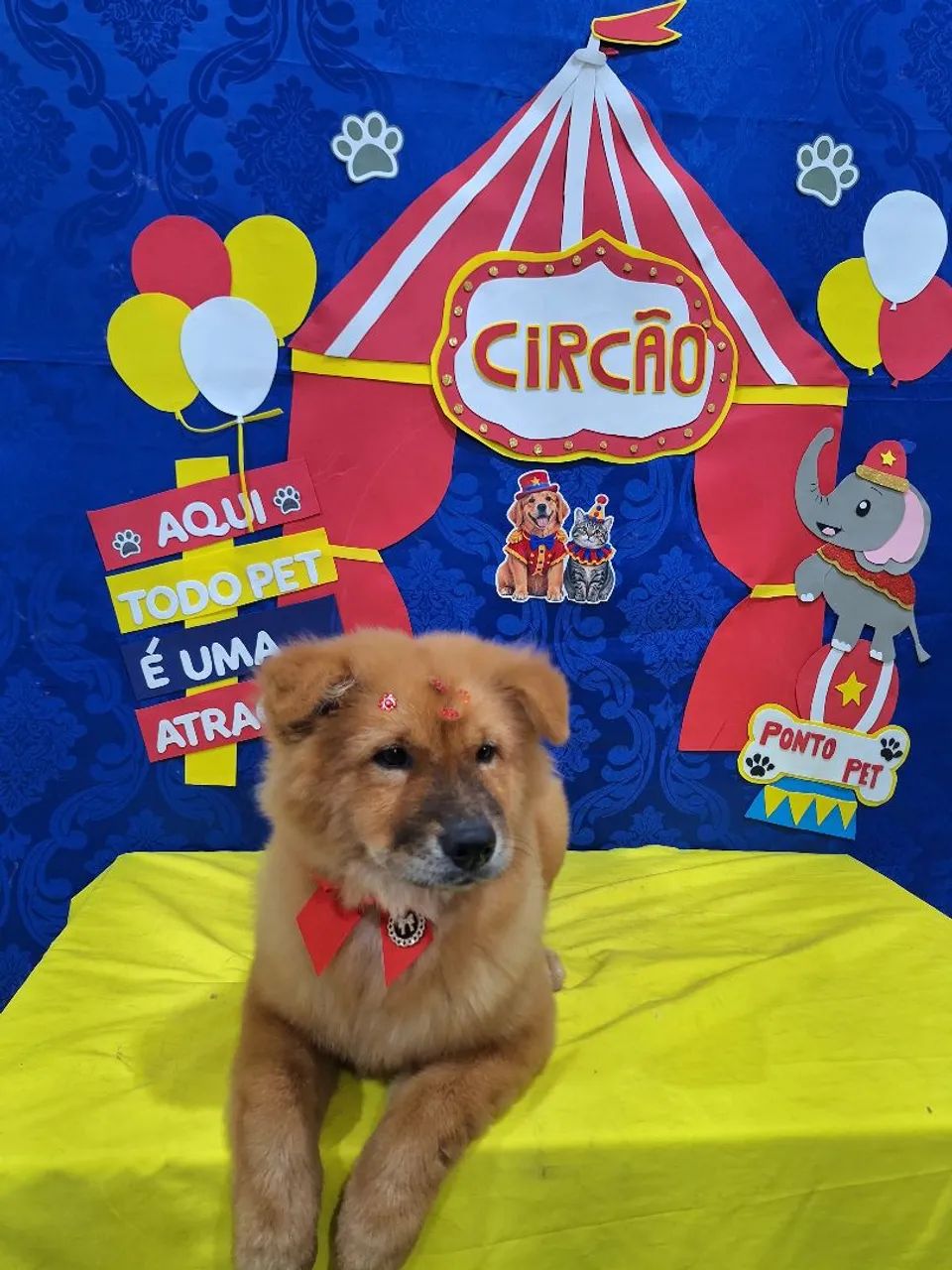 Chow-chow fêmea  - Foto 2
