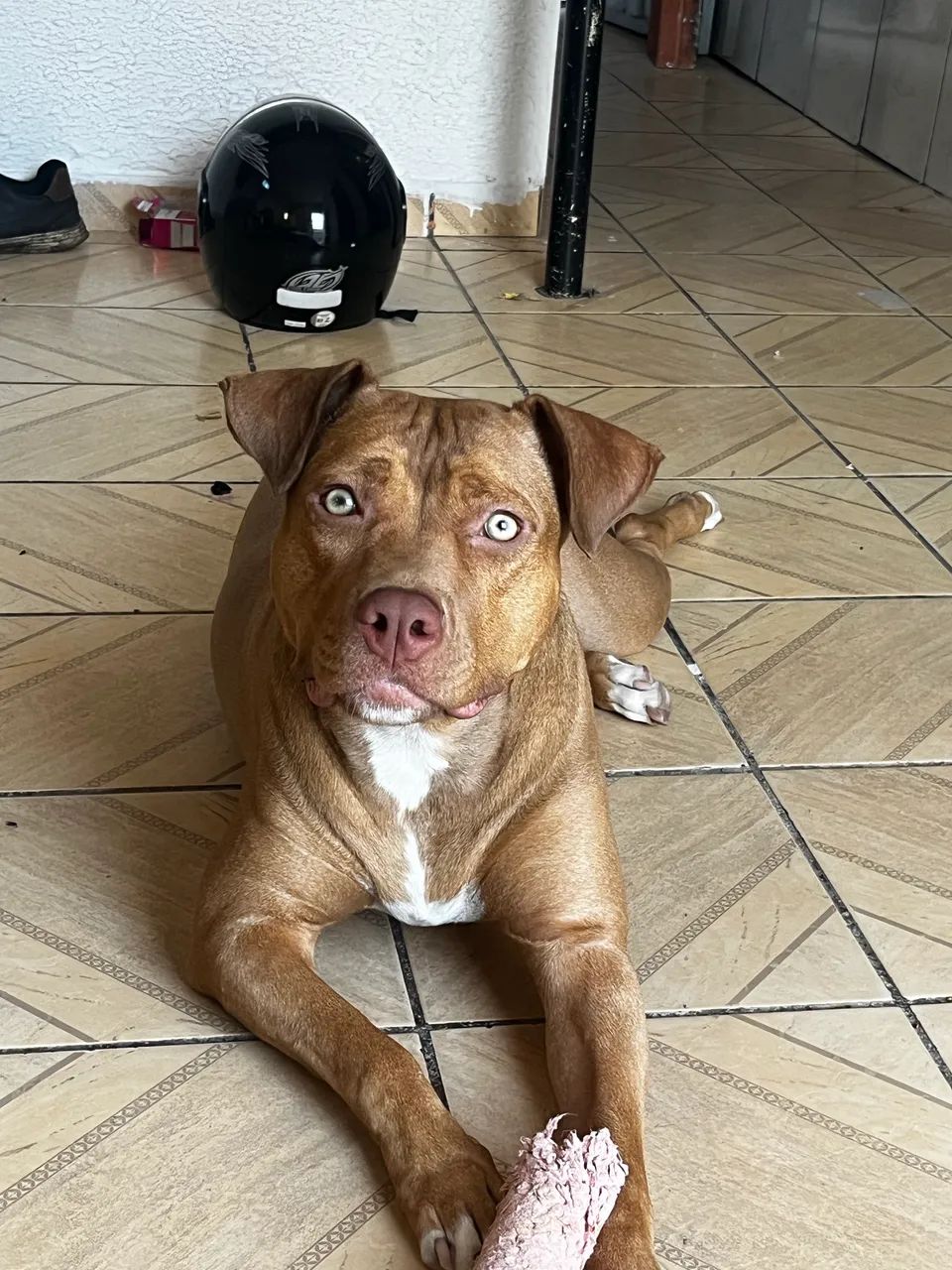 Adoção de pitbull  - Foto 3