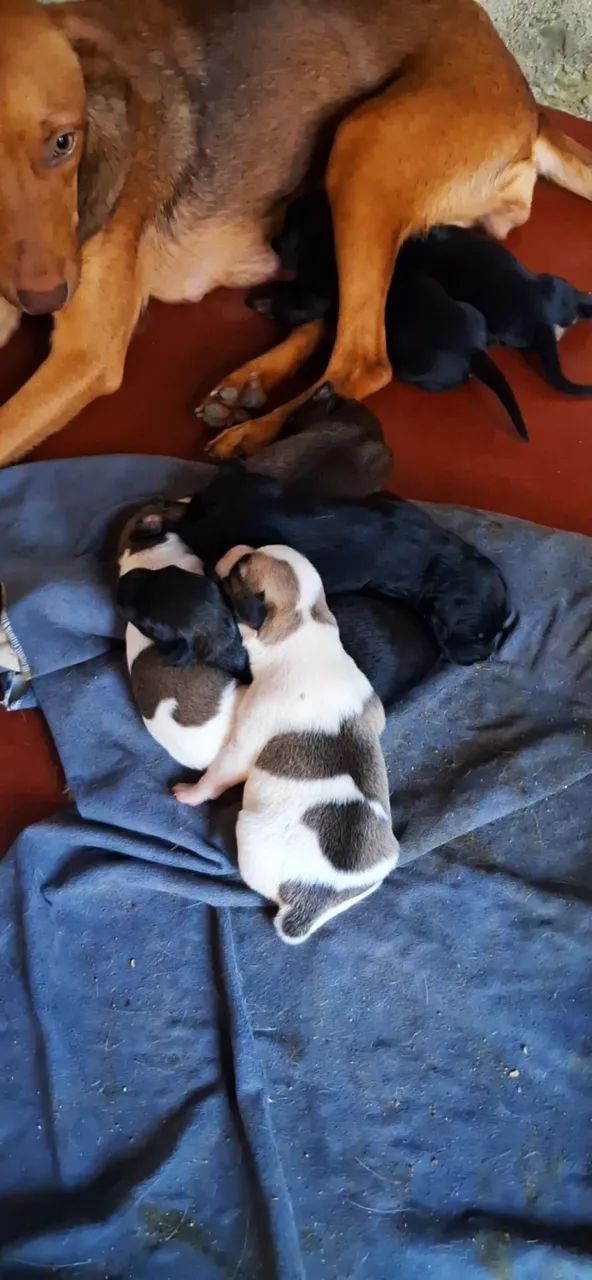 Cachorrinhos lindos: Encomendei seu  - Foto 5