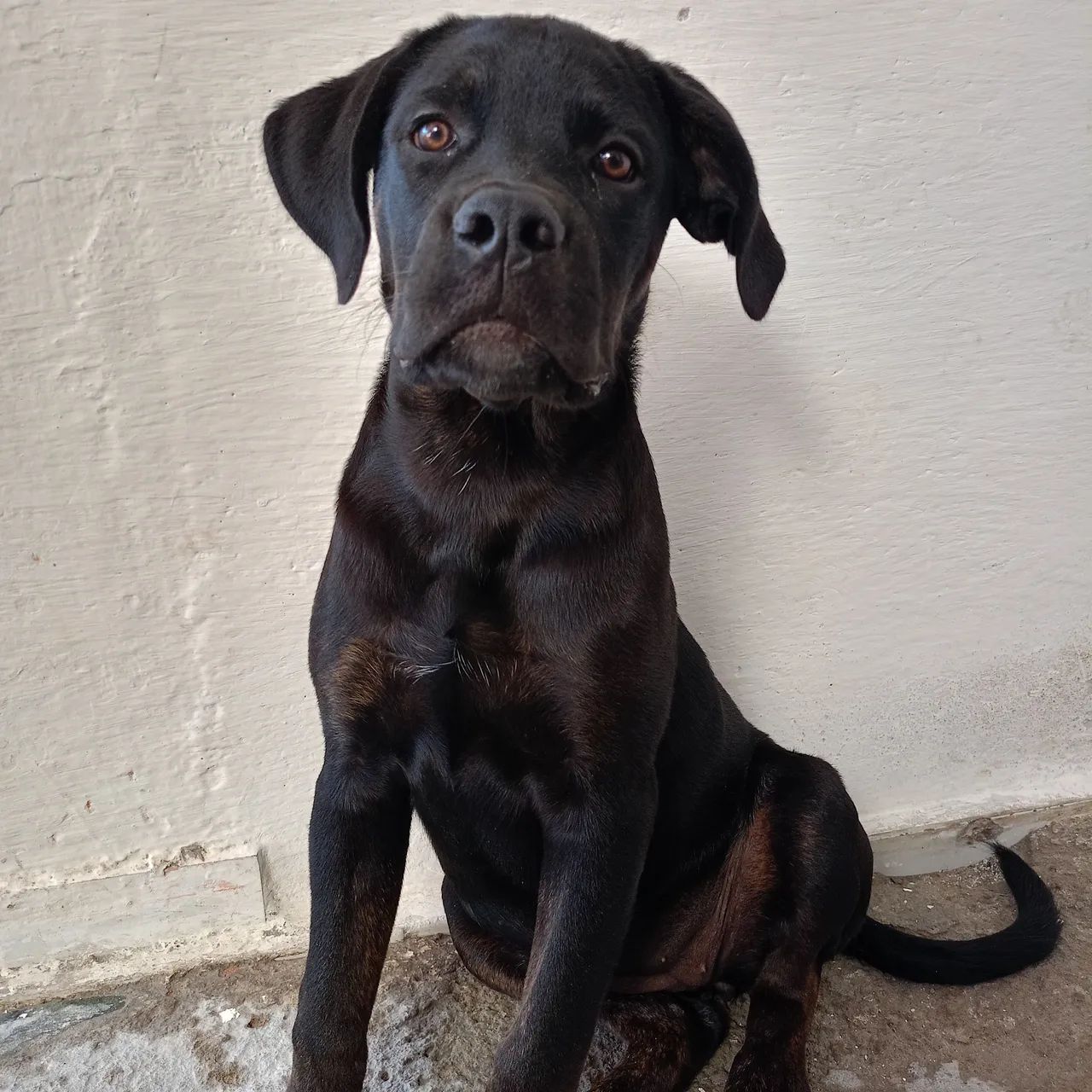 Cane corso fêmea  - Foto 2