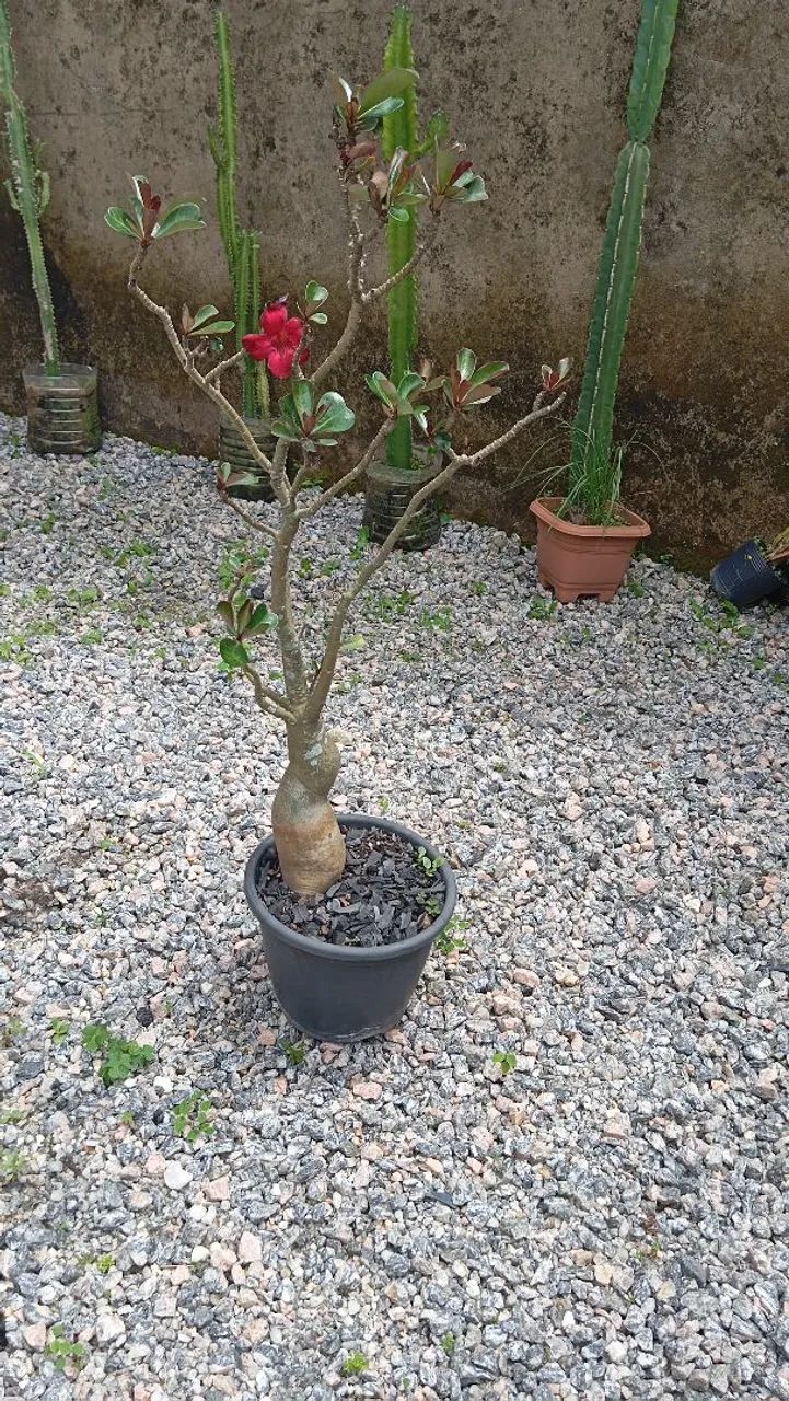 Rosa do deserto  - Foto 2