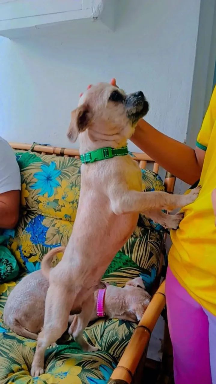 Cachorro Shitzu Macho  - Foto 3