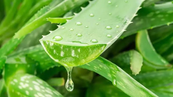 Aloe Vera (Babosa) - Foto 2