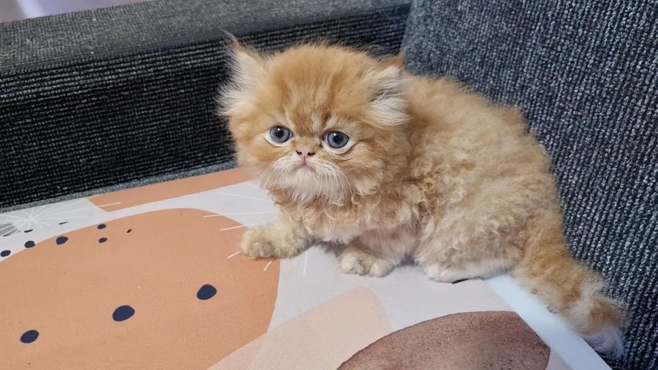 Gatos Persa disponíveis 12x 110 - Foto 2