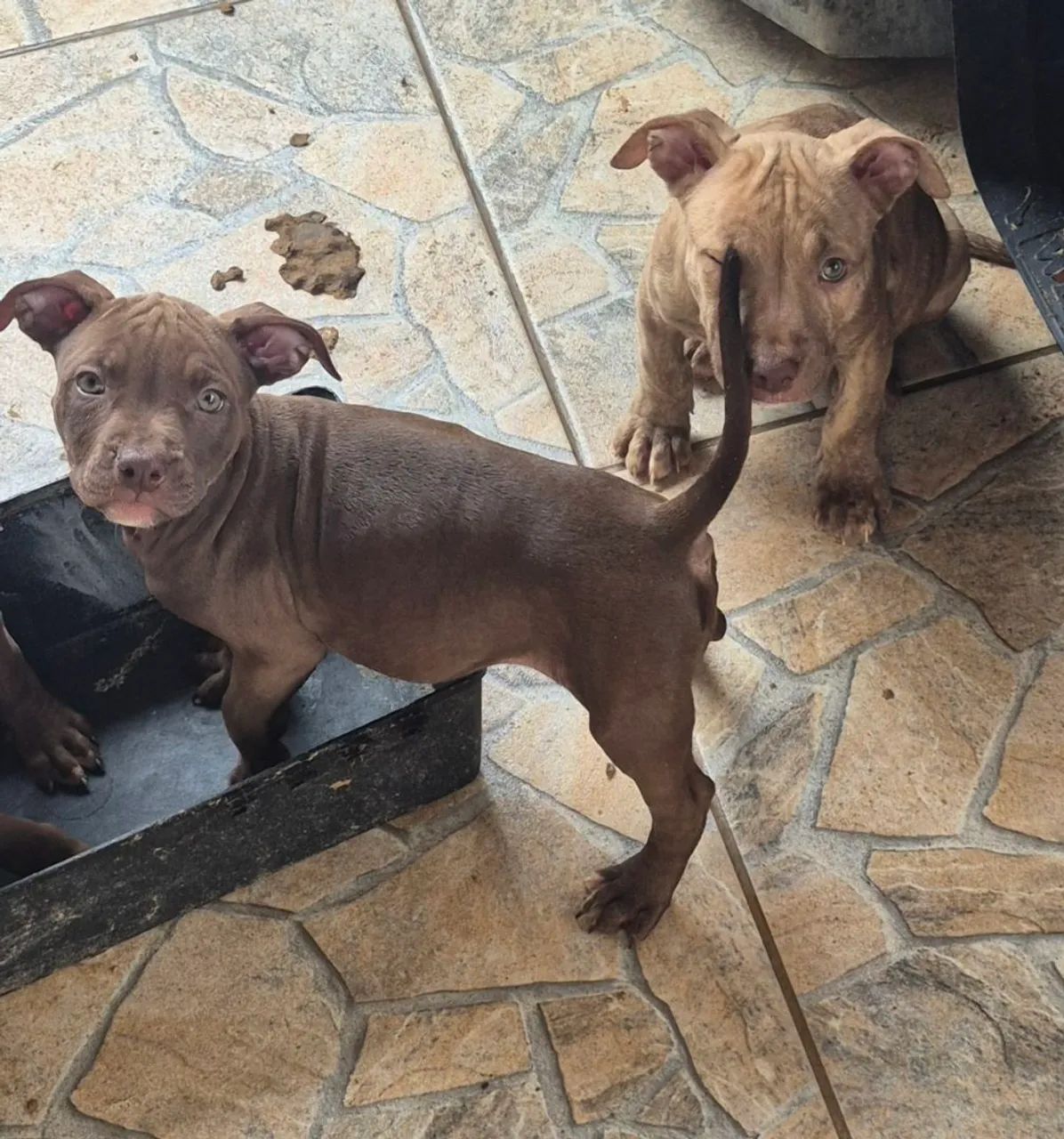 Filhotes de pitmonster  - Foto 6