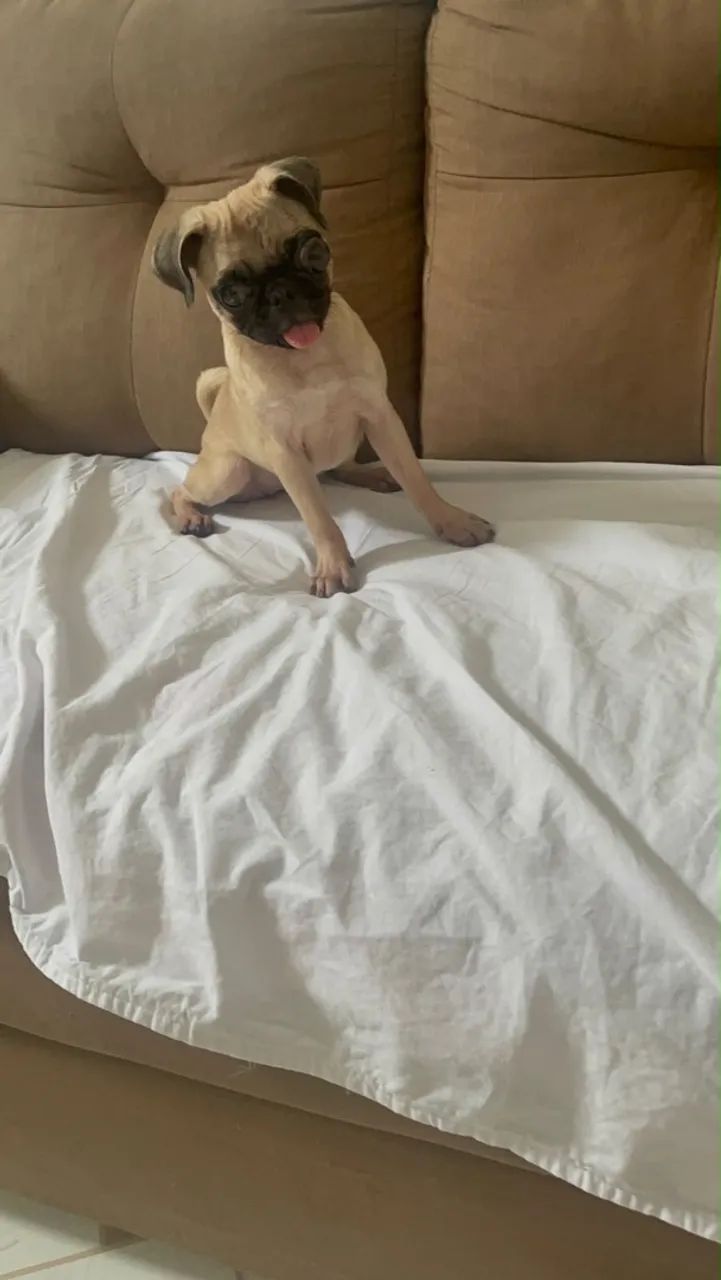 Raça Pug